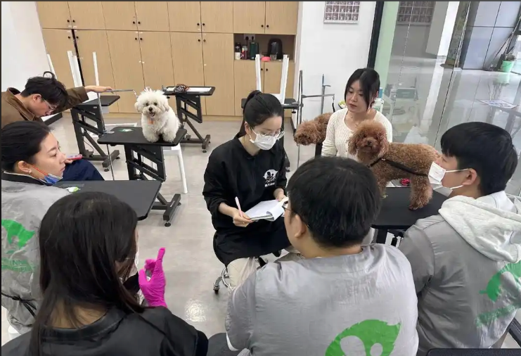 港闸区宠物美容冠军导师宠物美容培训学校 - 哪里好